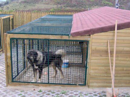 Bahçeli Ahşap Köpek Kulübesi